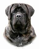 Mastiff 9Y363D-076